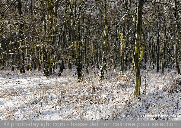 bois en hiver